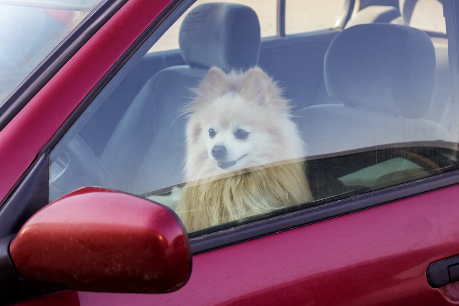 Pet Hair Valet Service Basingstoke, Andover, Reading 